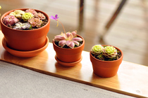 Red pottery basin relief small cordyceps pot pad tray Breathable ceramic fleshy Nordic Emperor Roman coarse pottery flower pot pot