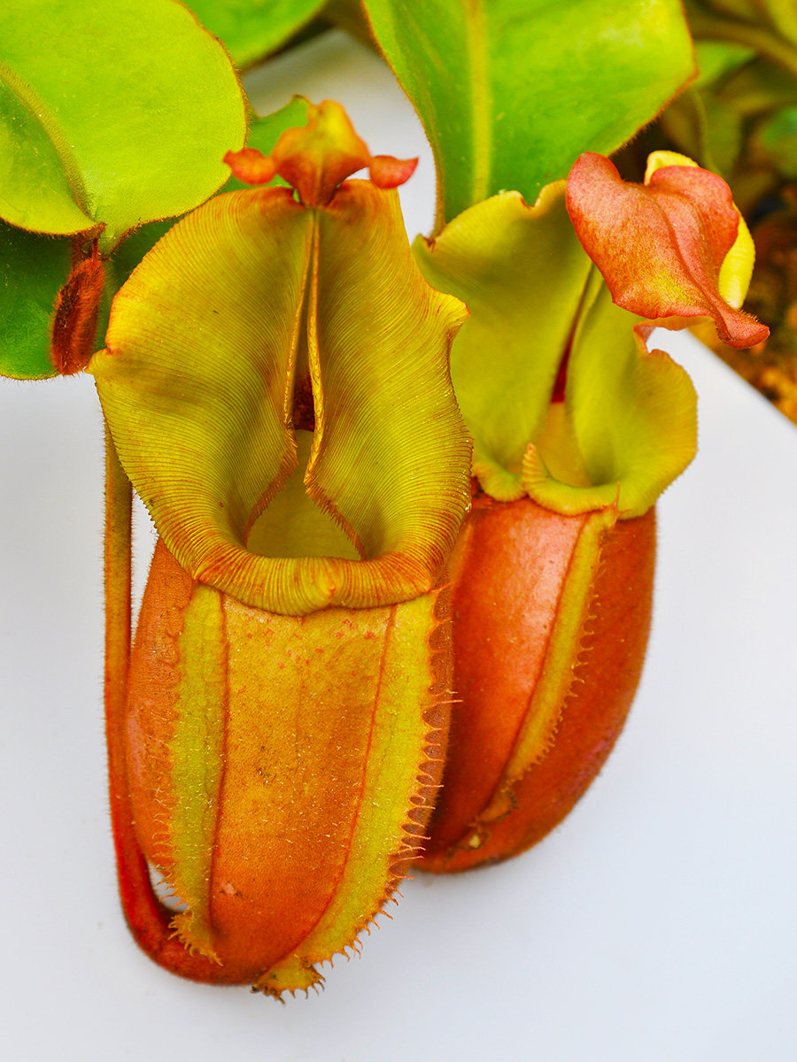 Vitch Swars Cage and the wormcating plant of the plant is rare and interesting