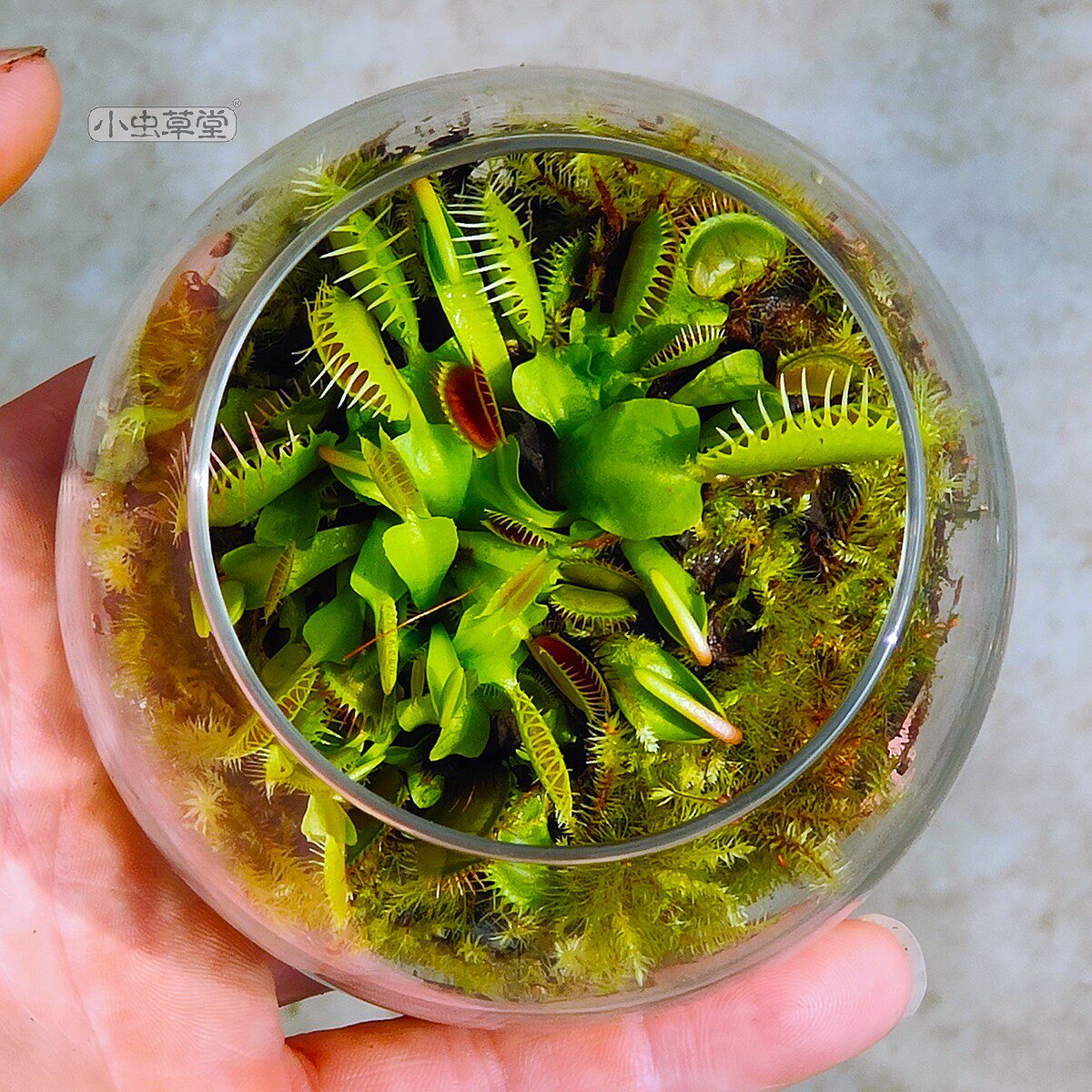 Micro-landscape small Cordyceps hall carnivorous plant Venus flytrap Viola moss glass cylinder ecological bottle creative potted plant set