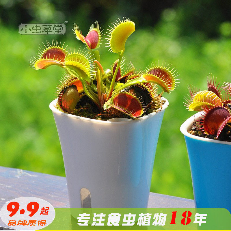 Small Caterpillar Fungus parochial plant Potted plant potted herbivoi pitchforsak pythu N. thatched vegetables mosquito repellent oversized eater flowers