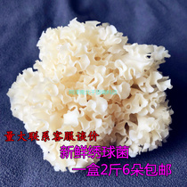 Juni Fresh Embroidecocet Edible Mushroom Petal Mushroom to Flower Fungus Masteria 1kg boxed hotpot