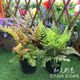 Rainbow Fern Viviparous Dog Ridge Fern Red Cap Scale Fern Perennial Fern Hardy Fern Flower Mirror Plant