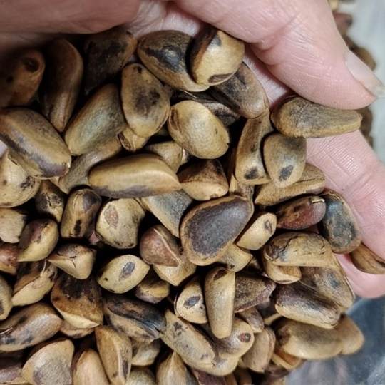 2024 New Pine Nuts Fried Open Pine Nuts Large Particle Open Pine Nuts Original Bulk Weighing and Packaging Bag