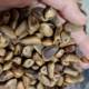 2024 New Pine Nuts Fried Open Pine Nuts Large Particle Open Pine Nuts Original Bulk Weighing and Packaging Bag