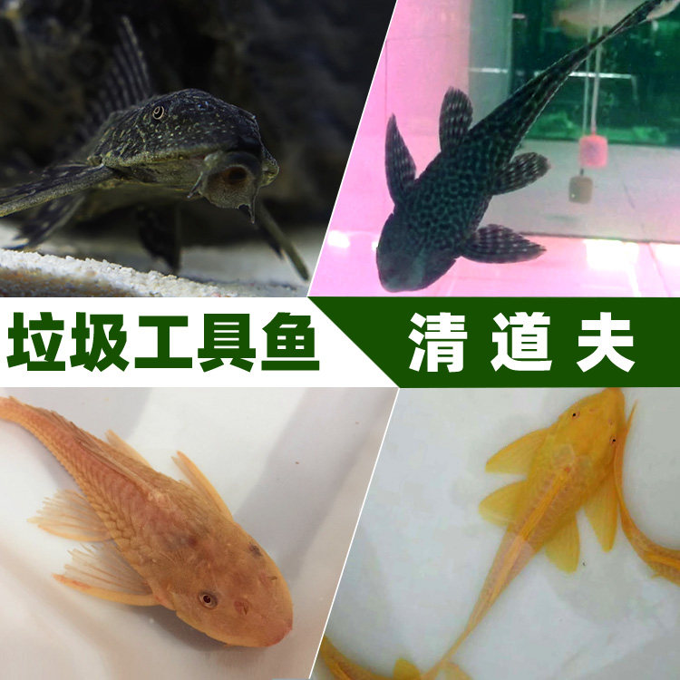 A large ornamental fish tropical fish living in the Scavenger Living Clean Fish Benthic Litter Fish Aquarium
