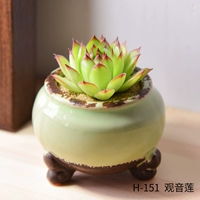 H-151+гуньян лотос