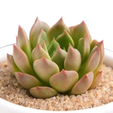 Оливия сочные растения Оптовая комбинированная горшка из горшечного звучания