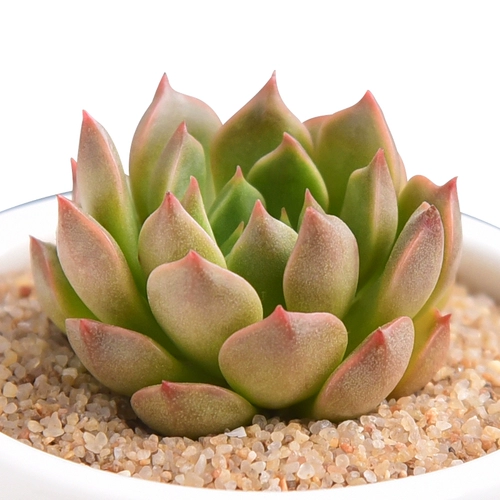 Оливия сочные растения Оптовая комбинированная горшка из горшечного звучания