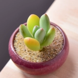 Красная красавица Многоцелевая растение оптовая комбинированная горшка из горшка из мясо