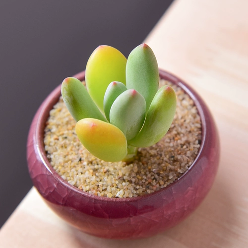 Красная красавица Многоцелевая растение оптовая комбинированная горшка из горшка из мясо