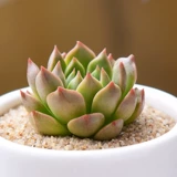 Оливия сочные растения Оптовая комбинированная горшка из горшечного звучания