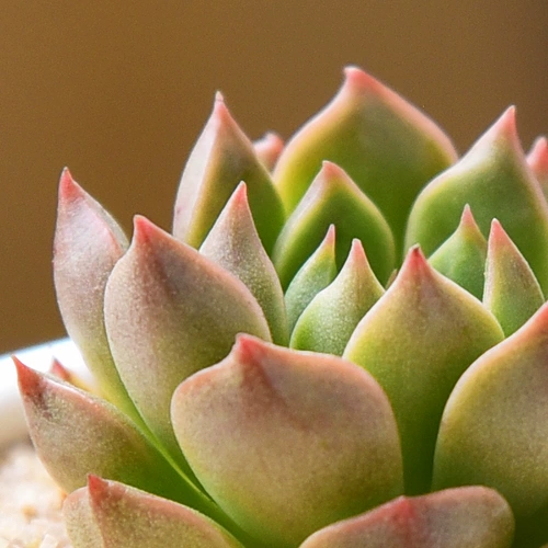 Оливия сочные растения Оптовая комбинированная горшка из горшечного звучания