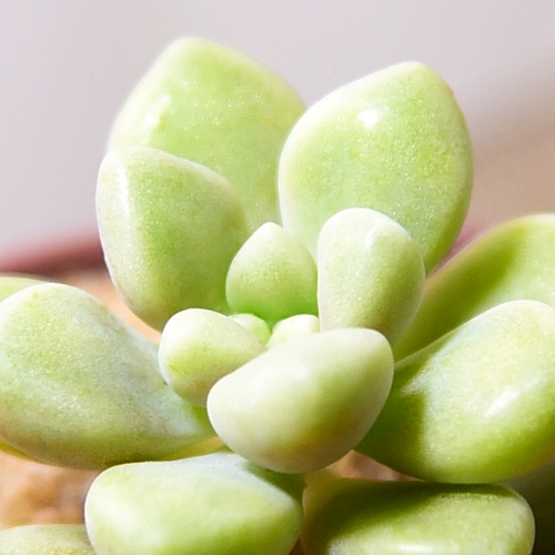 Maruye ji Qiuli Моральное растение Оптовое мясо мясное мясной