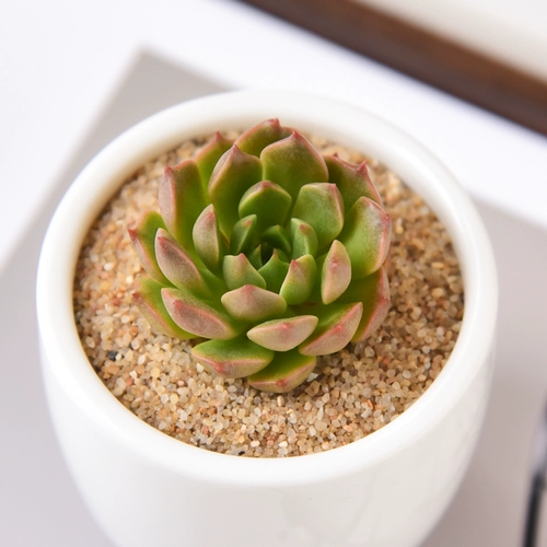 Оливия сочные растения Оптовая комбинированная горшка из горшечного звучания