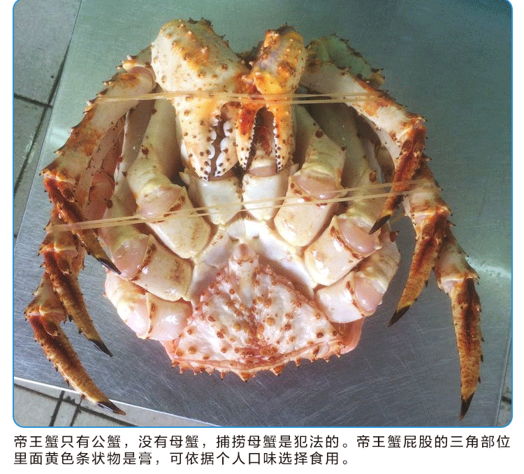 阿拉斯加帝王蟹皇帝蟹进口海鲜野生水产鲜活长脚螃蟹一只4 6 10斤 狂欢盛典 阿拉斯加 一只 螃蟹 鲜活 帝王途虎网
