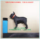 1/6 Scale Model Did 80128S Chicago Godfather Luxury French Bulldog Pet Dog in Stock
