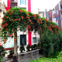 Lixiao seedlings climbing vine plants American garden climbing Liana flowers four-season gun battle flowers Evergreen Lixiao seedlings