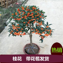 Osmanthus bonsai Osmanthus saplings potted garden balcony plants Flowers Golden cinnamon Agarwood cinnamon Indoor and outdoor potted plants