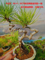 Black pine small bonsai Miniature Bonsai Black pine shape stump Black pine bonsai seedlings with soil balls delivery