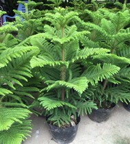 Nanyang pine seedlings Nanyang fir tree seedlings Christmas Tree Flower bonsai potted evergreen four seasons in addition to formaldehyde radiation protection