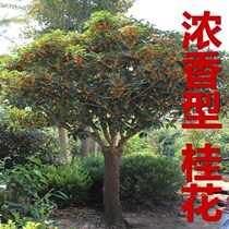 Boutique osmanthus saplings potted plants Garden four seasons flowering Golden cinnamon agarwood cinnamon single cinnamon fragrant flowers