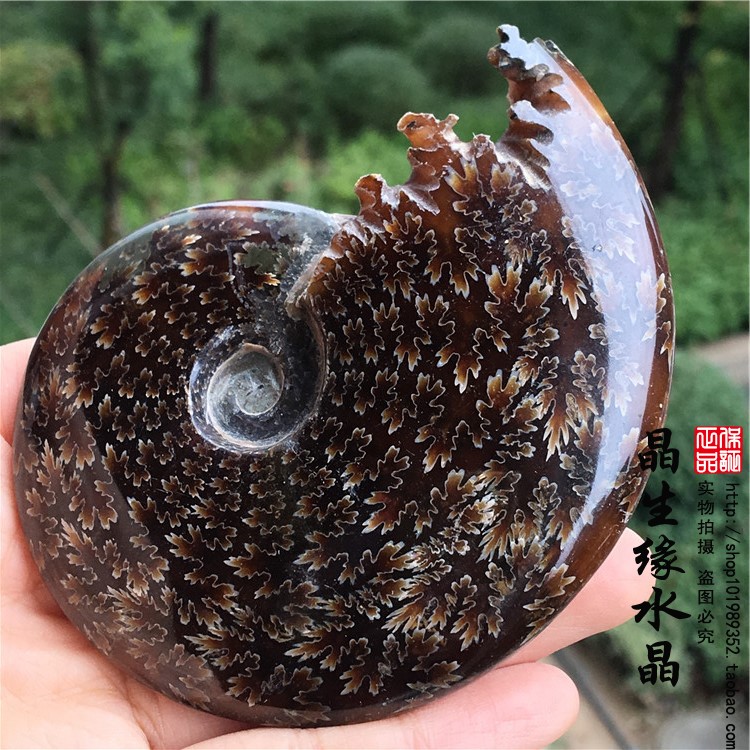 天然マダガスカル産アンモナイト翡翠カタツムリ原石装飾品彫刻された口のカタツムリ装飾品