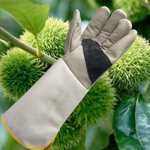 Gloves to pick chestnut stab and anti-tie special gloves Zanthoxylum bungeanum Lady cowhide left hand finger garden gloves thickened