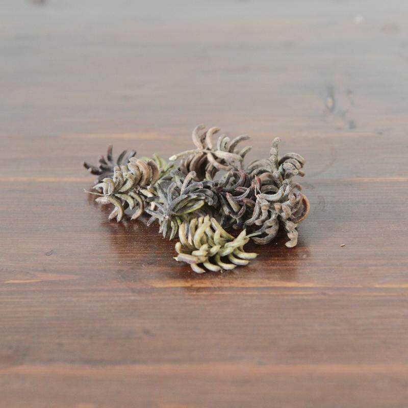 菘藍種子北板藍根蓼藍種子木藍種子藍草種子時藍自種繁殖