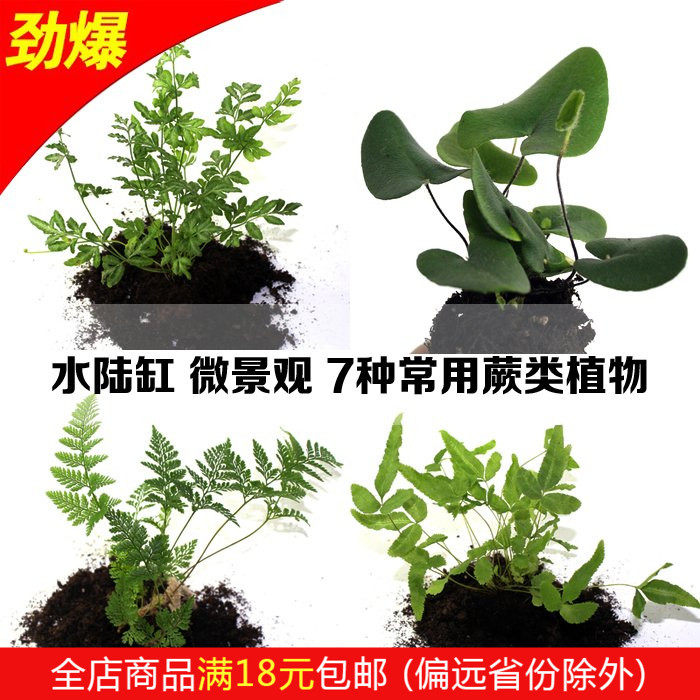 Moss Micro Landscape Ecological Bottle Background Small Plants Mini Ferns Wolftail Fern Greenland Coral Fern Silver Wire Fern