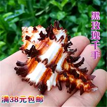  Natural conch shell black thousand-handed snail hermit crab shell change shellfish sojourn fish tank aquarium landscaping