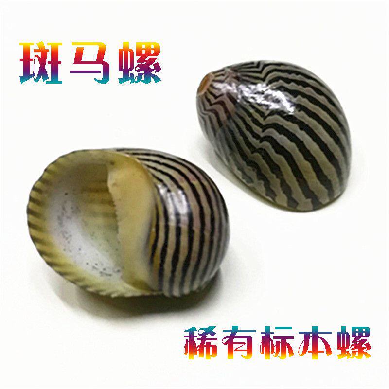 Natural rare sea screw shell 1 - 2 CM zebra screw specimen screw - shape window design specimen collection