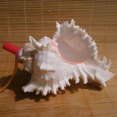 Screw shell craft gift decorated with super - large sea screw - screw children's toy small screw - for sale