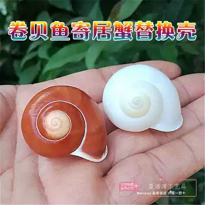 Natural conch shell Jade snail Small bread snail Snail snail roll shellfish Hermit crab replacement shell fish tank landscaping