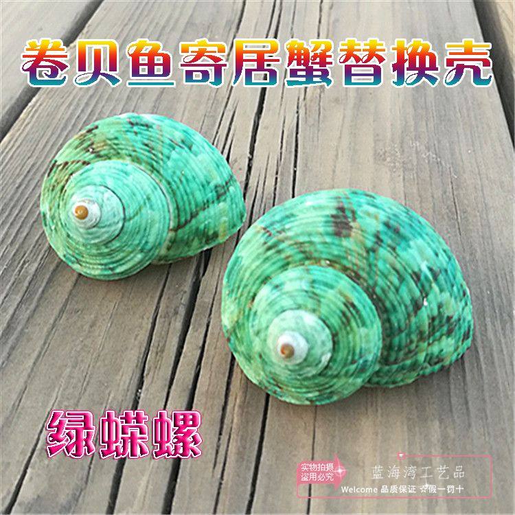 Natural conch shell green snail Green salamander roll shell fish hermit crab replacement shell fish tank aquarium landscaping ornaments