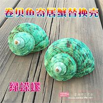  Natural conch shell green snail Green salamander snail roll shellfish hermit crab replacement shell fish tank aquarium landscaping ornaments