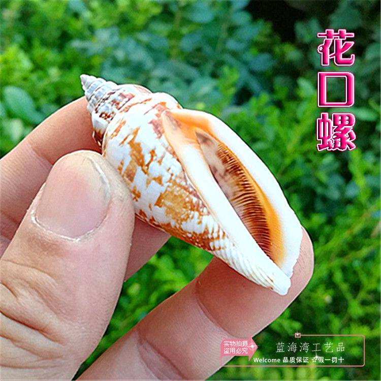 Natural sea shell Flower - mouth Screw black - mouth aquarium scenery window decoration diy