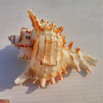 Natural conch shell thousand-handed snail chrysanthemum snail hermit crab shell change shellfish sojourn fish tank aquarium landscaping