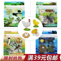  Simulation solid plastic animal growth model Simulation Frog Turtle Mosquito Ant life cycle cognitive toy