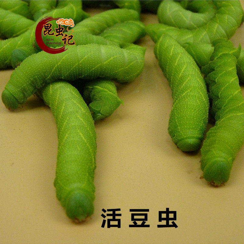 Bean Green Worm Live Insect Montane Insect Gourmet Bean Green Worm Bean Tan New Live Fishing Bait 20 Only