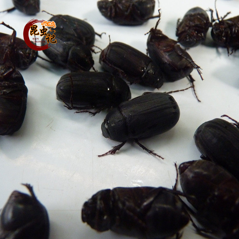 Cockchafer edible insect black blind bumper Chuang Chuangzi insect record 500g fresh delivery