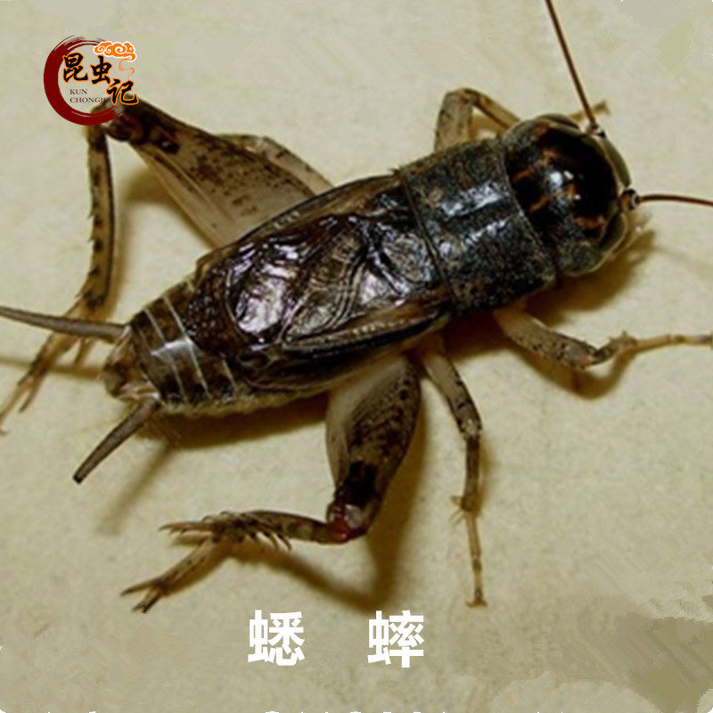 Crickets Fresh crickets Weta frozen transport insects Raw delicious edible insects note 500 g