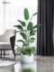 Roman's Mother's Simulated Plant Landscape, High-End Light Luxury Bionic Fake Green Plants, Floor-Standing Flower Trough Landscaping Decoration Ornaments