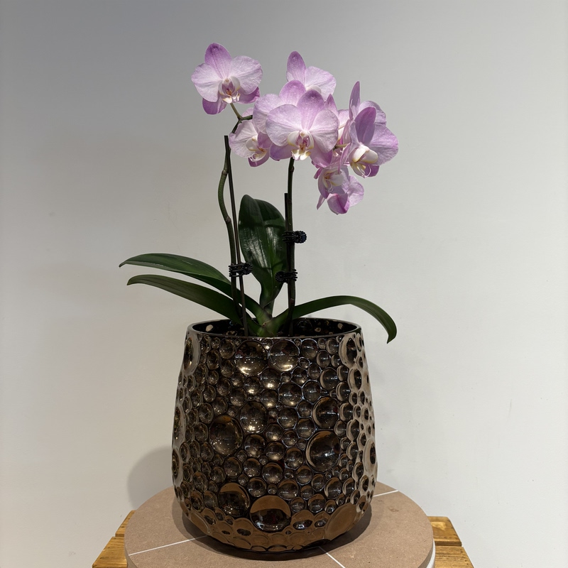 Titanium-Plated Ceramic Flower Pot with Glazed Surface, Light Luxury Relief, Creative Decoration for Foreign Trade, Suitable for Guesthouses, Hotels, Home Desktop Flower Ware Titanium-Plated Ceramic Flower Pot with Glazed Surface, Light Luxury Relief, Creative Decoration for Foreign Trade, Suitable for Guesthouses, Hotels, Home Desktop Flower Ware