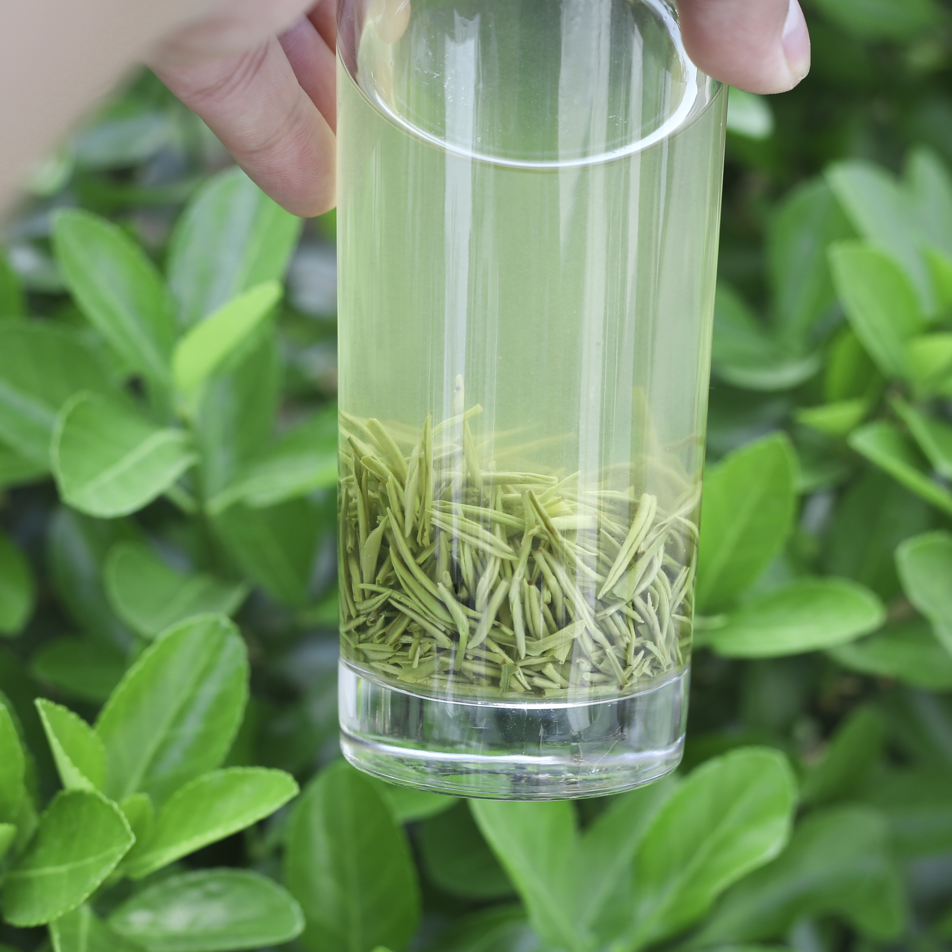 揭秘信阳毛尖的春日珍宝：明前茶多少钱一斤？