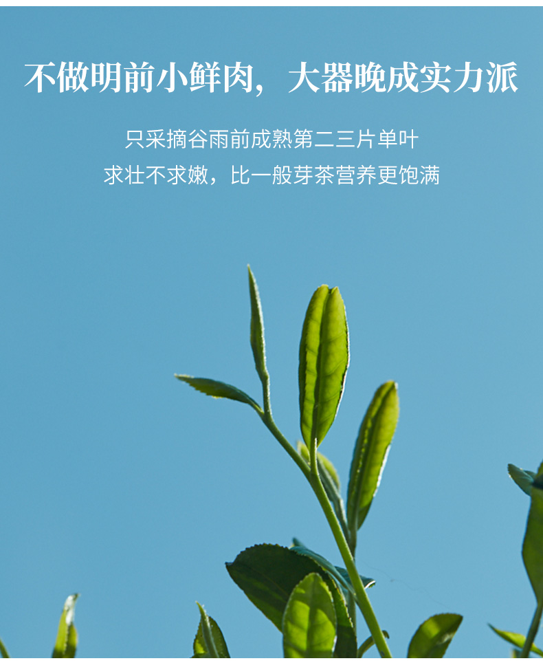 中华老字号，徽六 徽青 2023新茶 雨前二级六安瓜片绿茶 100g*2罐 29元包邮 值值值-买手聚集的地方