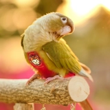 Подгузник попугай Трехмерный фиксированный плечевой ремешок Регулируемая большая способность дерьмовая одежда черная кожа Phoenix Peony Tiger