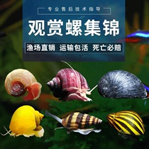 Ornamental snail freshwater algae removal tool apple snail mysterious Zebra Killer Pet gold Black Diamond snail live