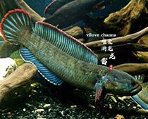 Ornamental Fish rainbow Brontosaurus South snakehead Brontosaurus fish resistance of cold-water fish freshwater fish living fierce rainbow Brontosaurus