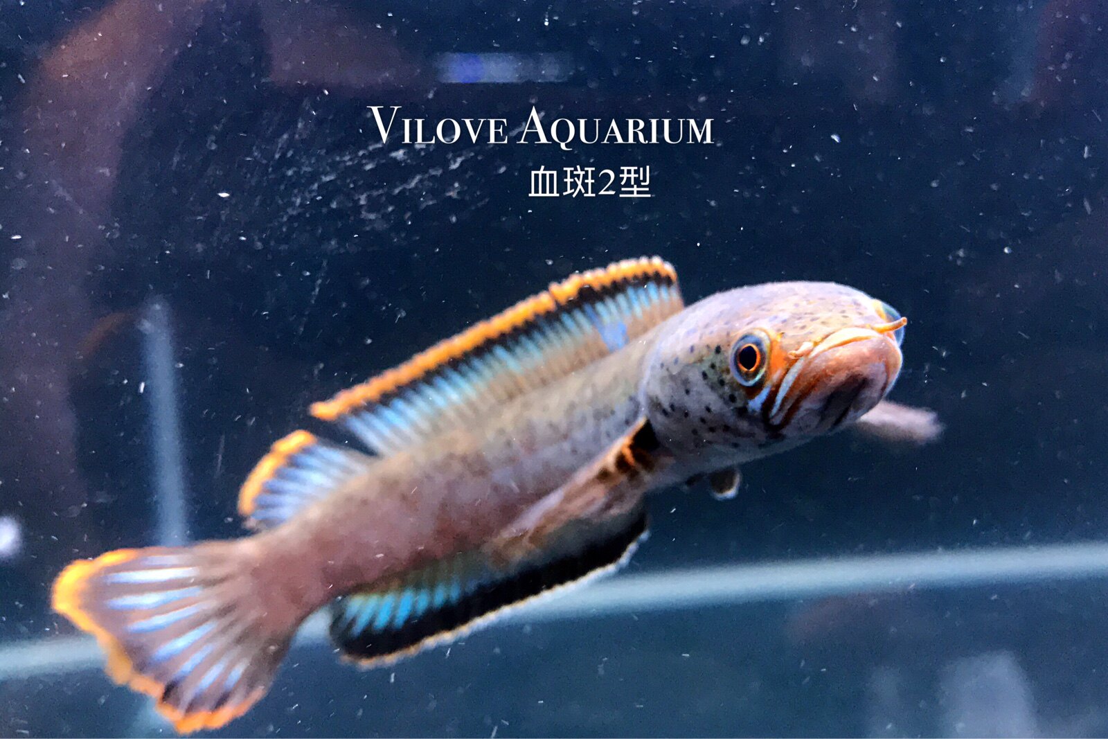 Blood Spotted Dragon 2 Type Electric Dragon Electric Dragon Fish Snake head fish Tropical Fish Ornamental Fish