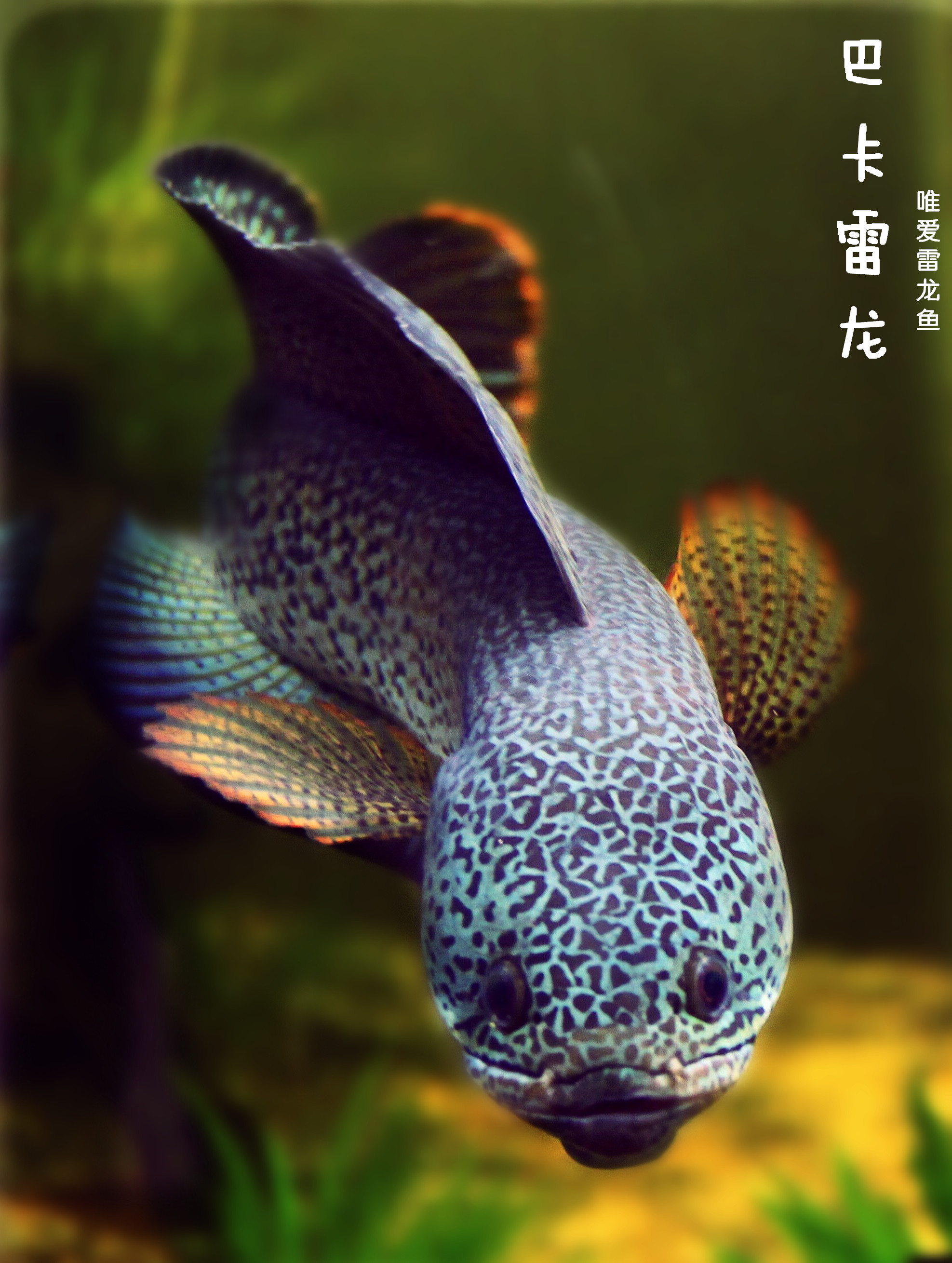 Baca Brontosaurus Brontosaurus Brontosaurus Brontosaurus Snakehead Snakehead Tropical Fish Ornamental Fish